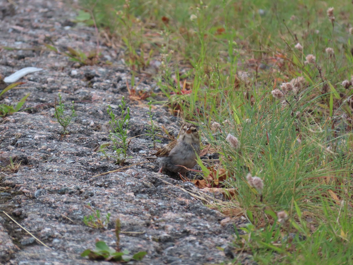 Chipping Sparrow - ML623497932