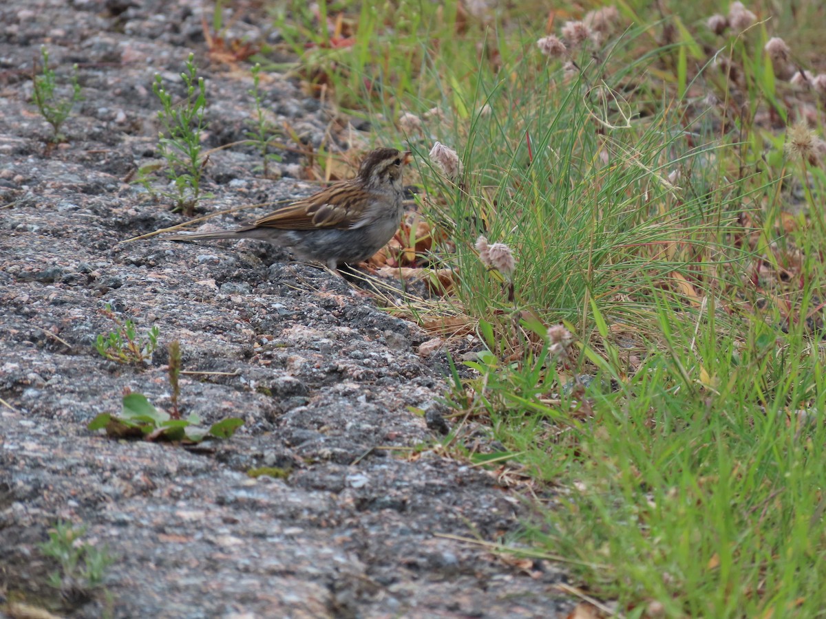 Chipping Sparrow - ML623497933