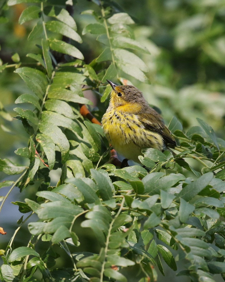 Cape May Warbler - ML623497938