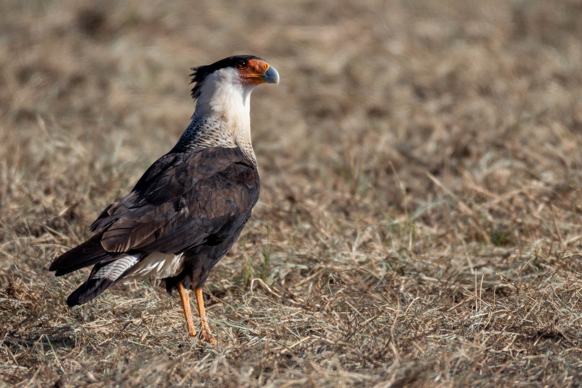 Crested Caracara - ML623497939