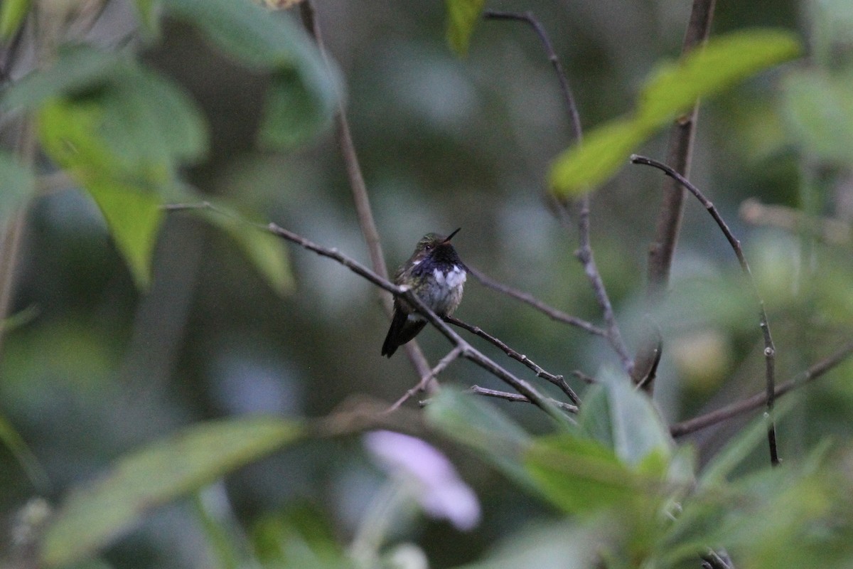 Volcano Hummingbird - ML623497941