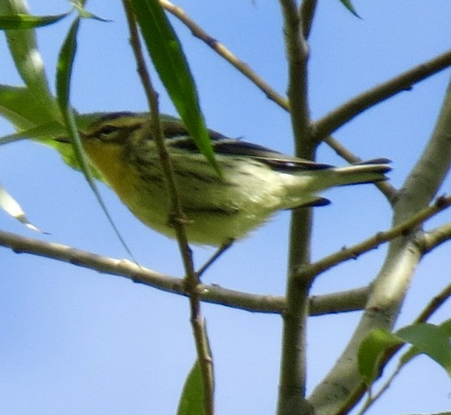 Blackburnian Warbler - shelley seidman