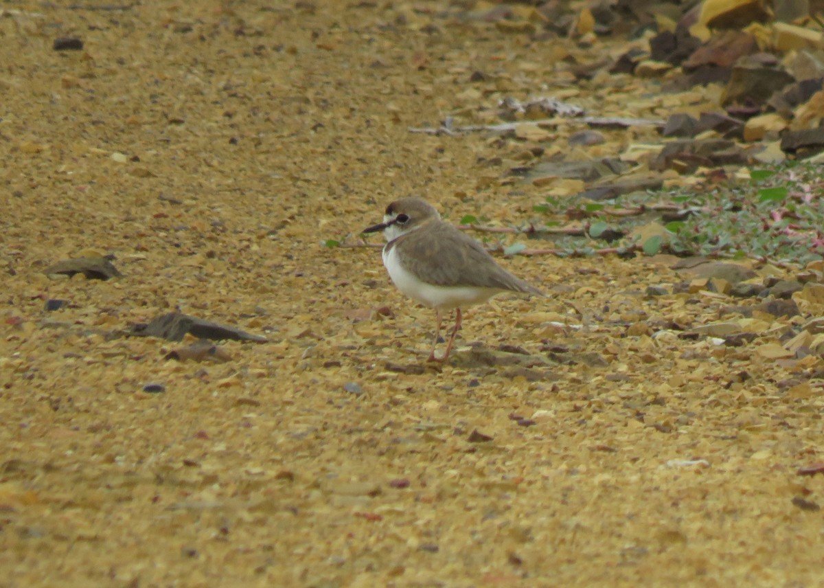 Collared Plover - ML623497943