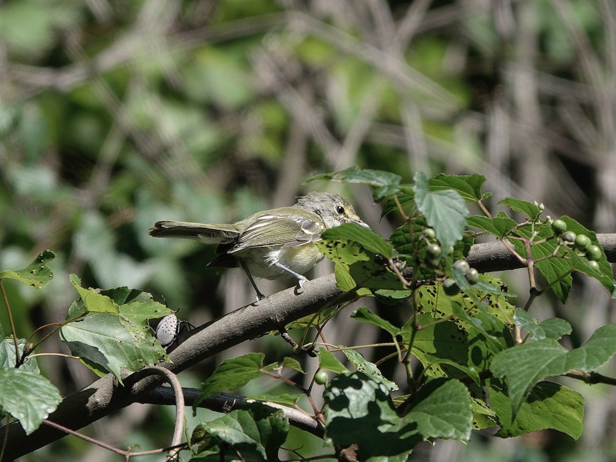 White-eyed Vireo - Yi-Ying Lee