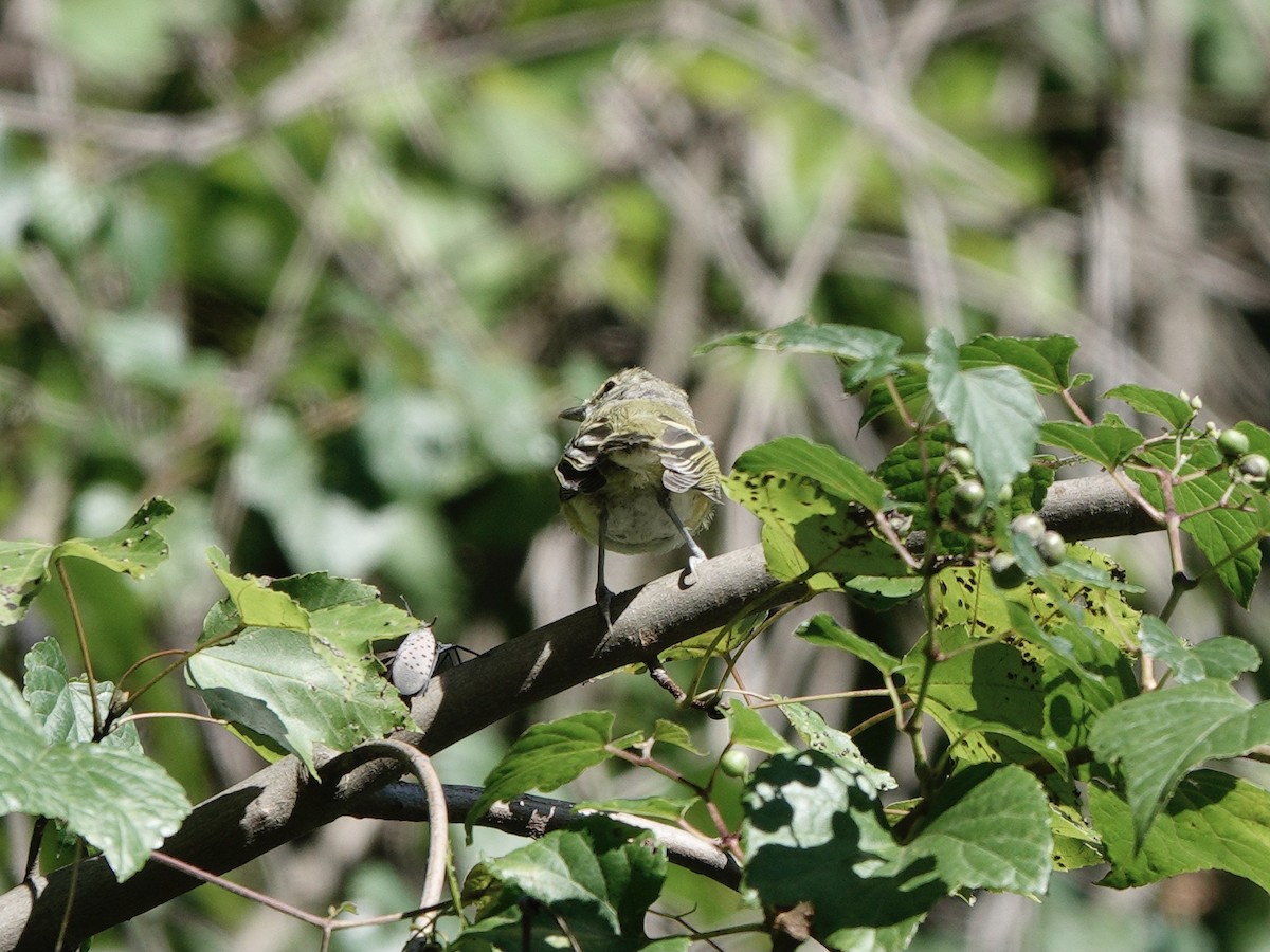 White-eyed Vireo - ML623497945