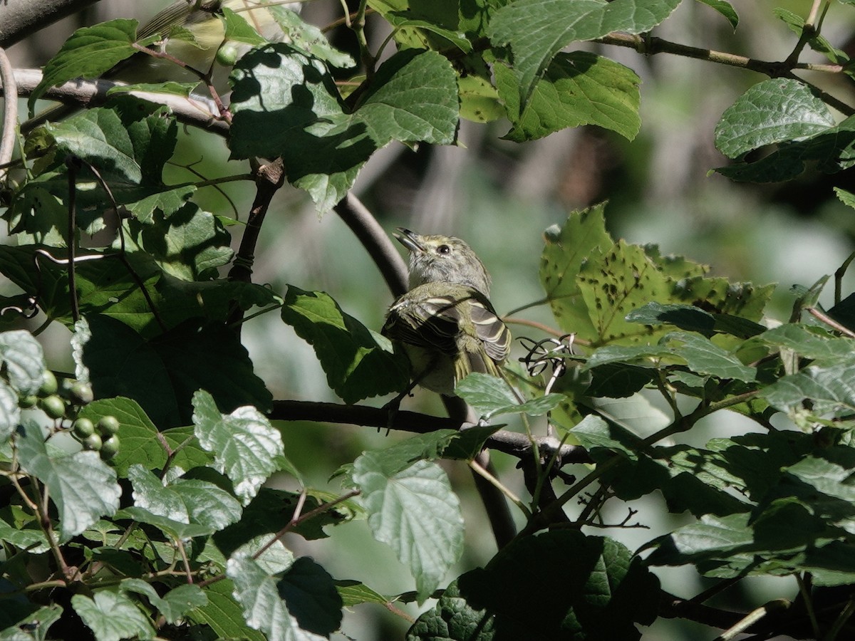 White-eyed Vireo - ML623497946