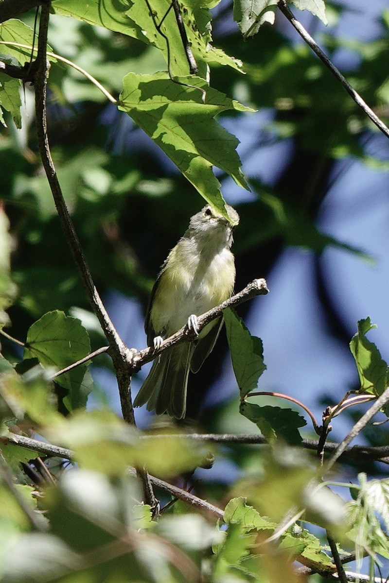 White-eyed Vireo - ML623497947