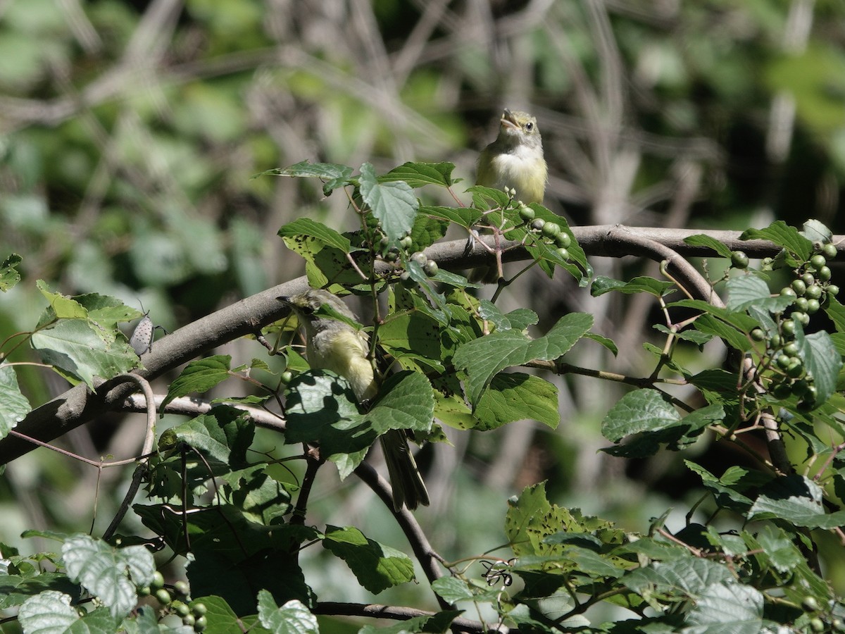 White-eyed Vireo - ML623497948