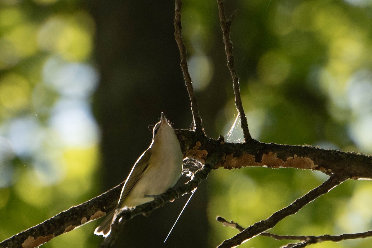 Red-eyed Vireo - ML623497949