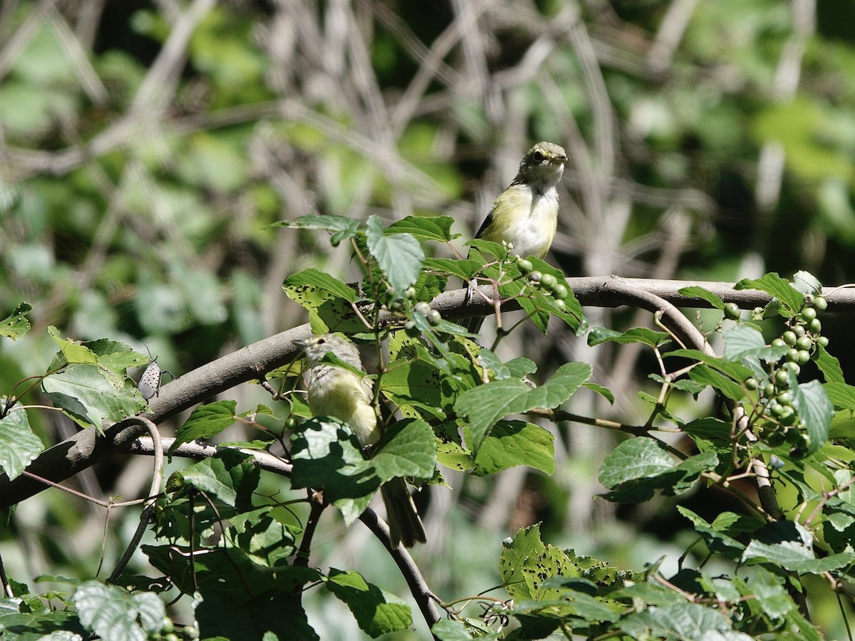 White-eyed Vireo - ML623497950