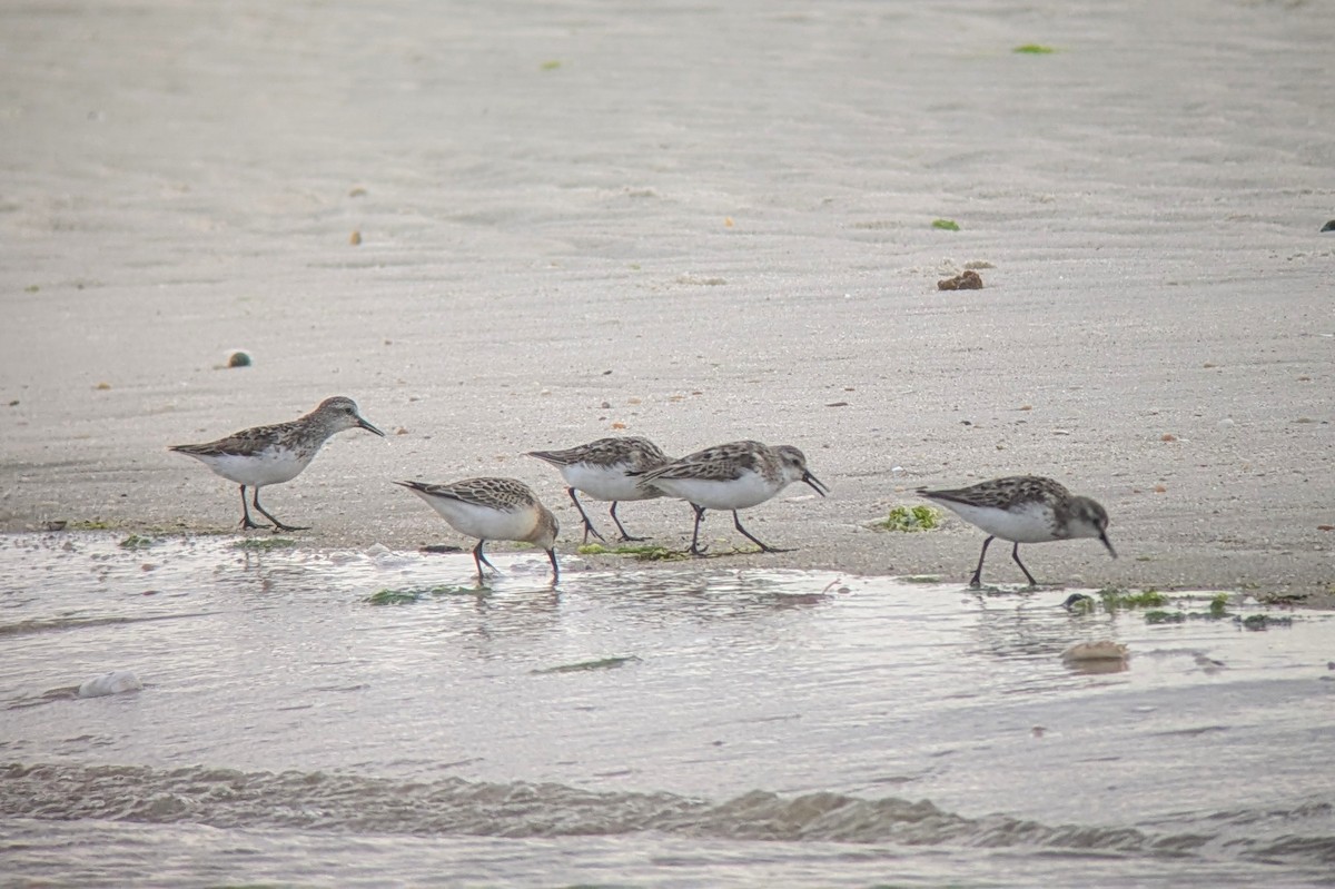 Semipalmated Sandpiper - ML623497951