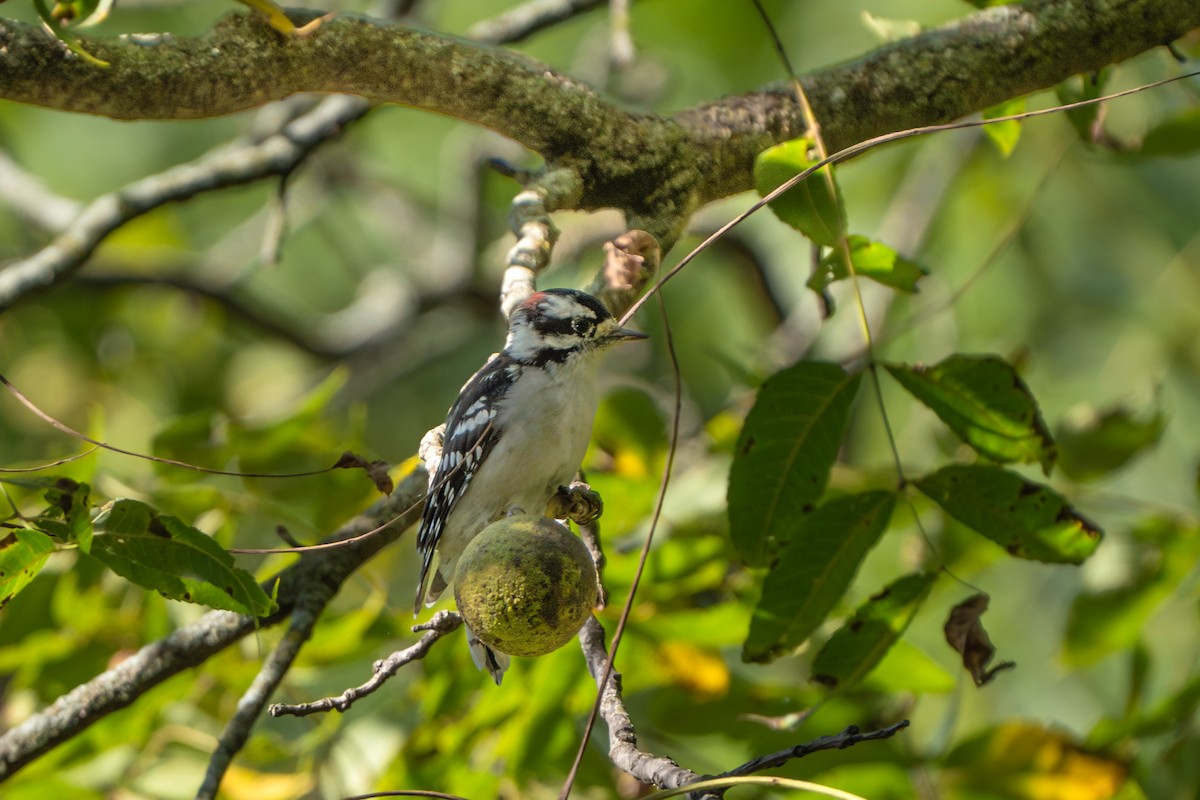 Downy Woodpecker - ML623497952