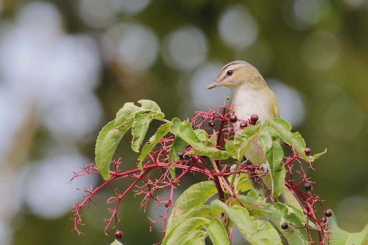 Red-eyed Vireo - ML623497953