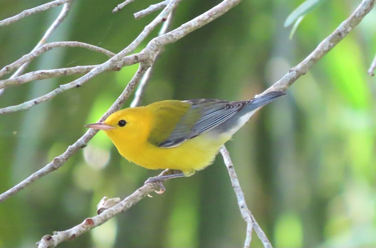 eBird Checklist 8 Sep 2024 Double Hammock Creek 18 species