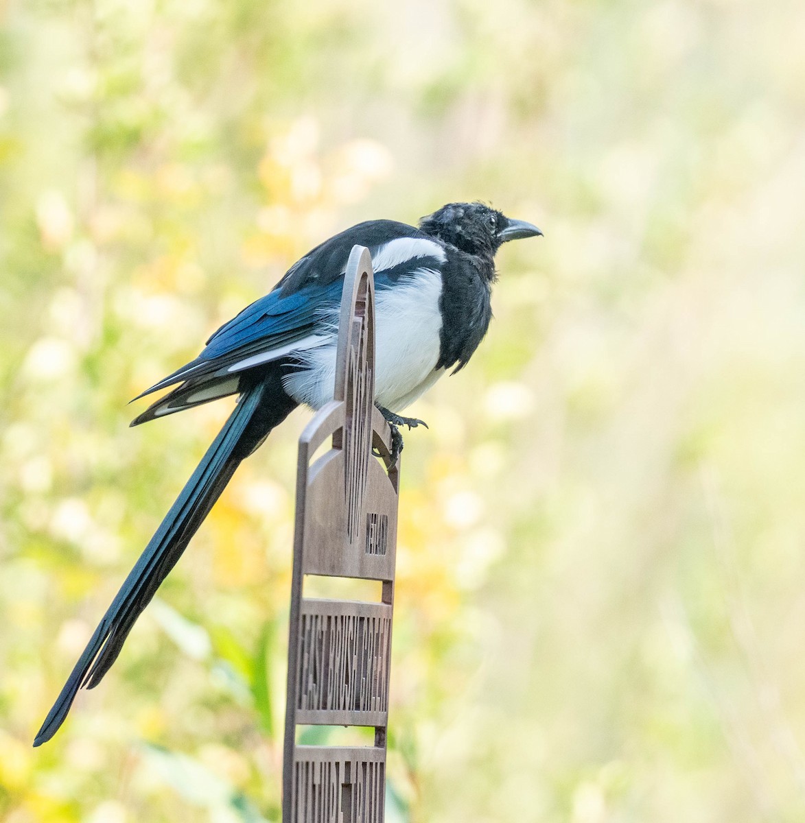 Black-billed Magpie - ML623497957