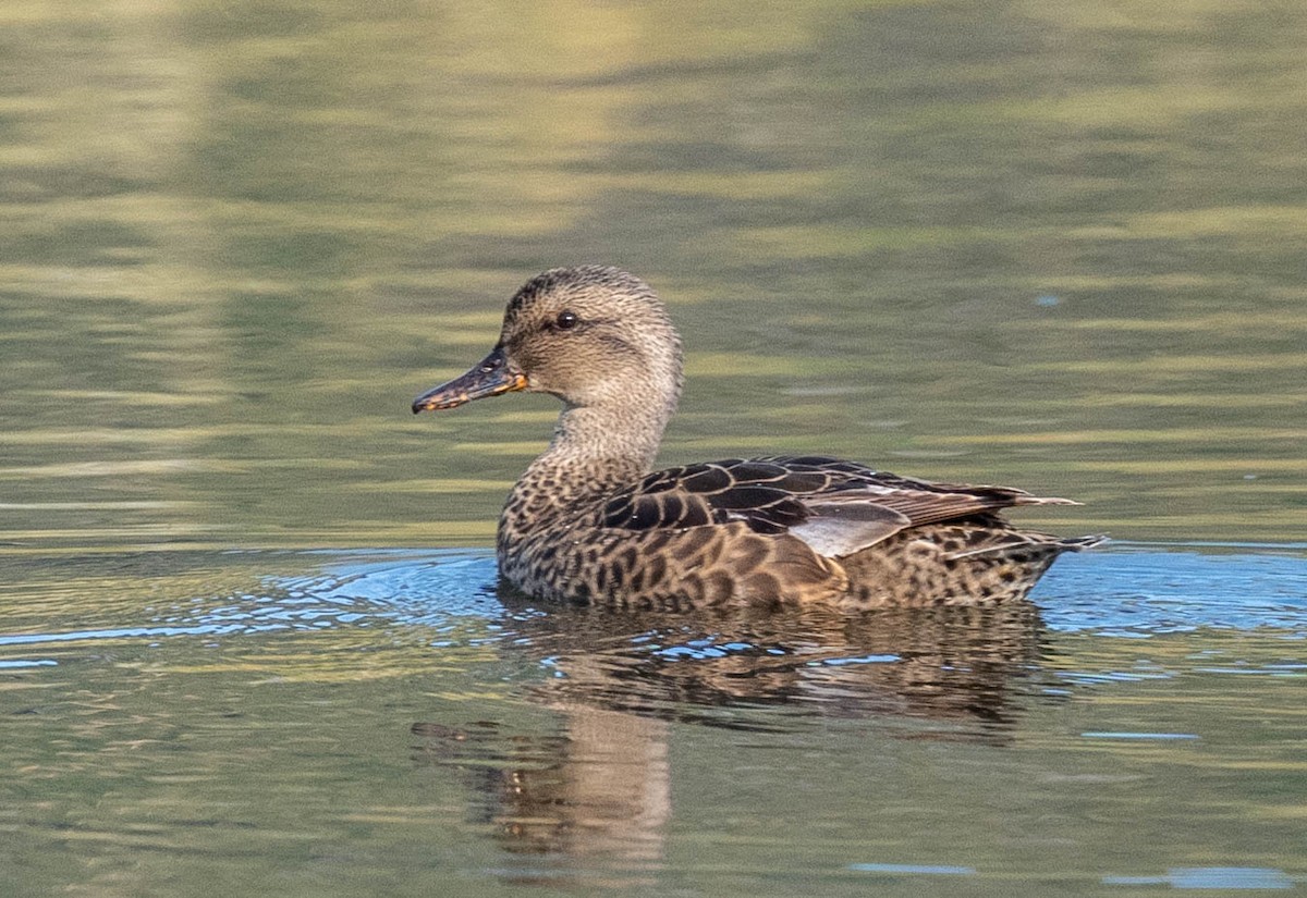 Canard chipeau - ML623497977