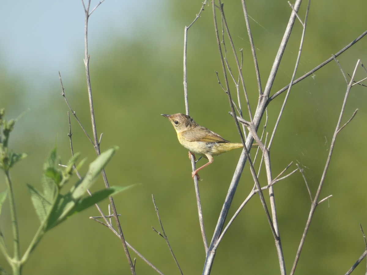Common Yellowthroat - ML623497978