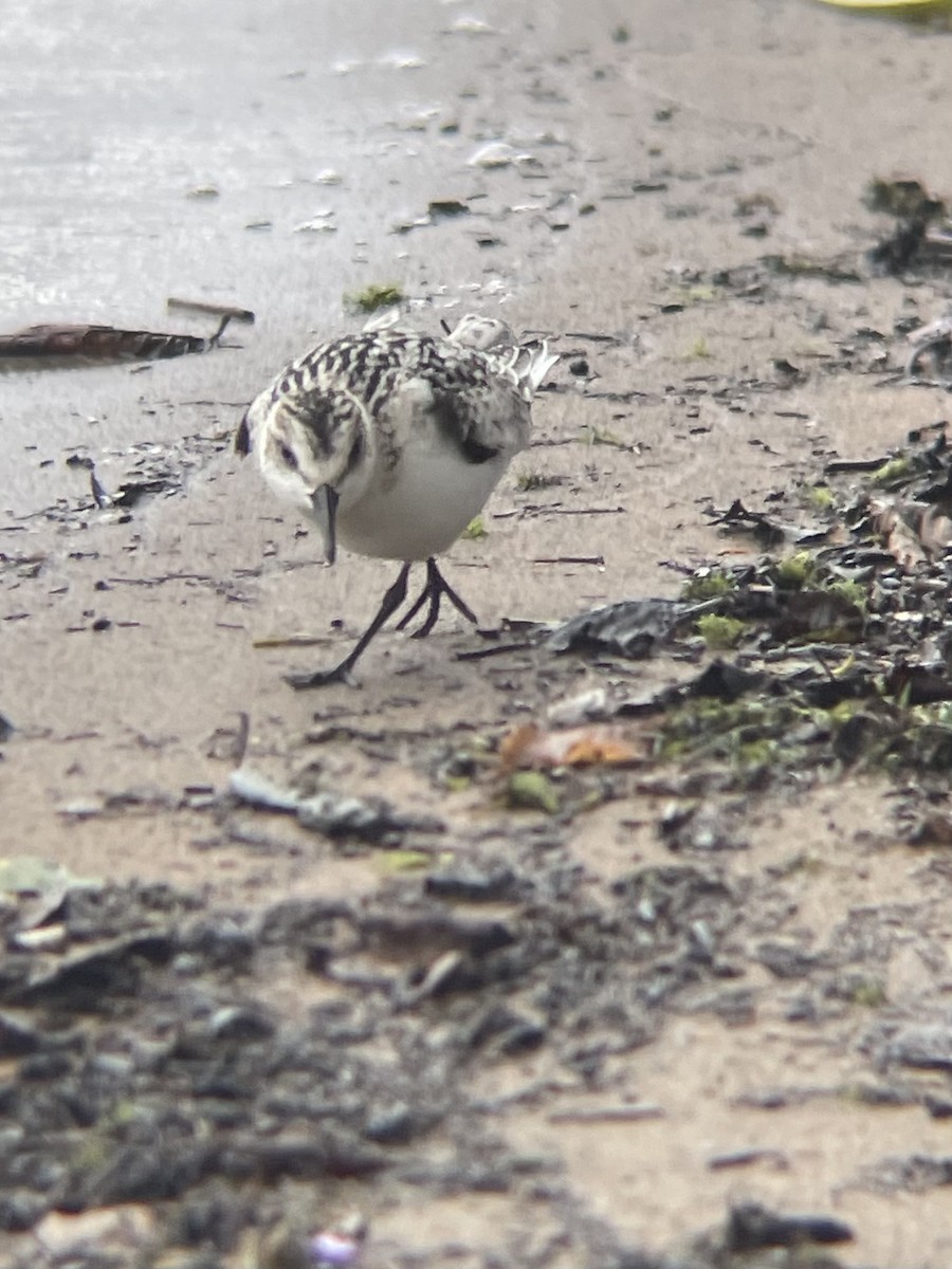 Bécasseau sanderling - ML623497993