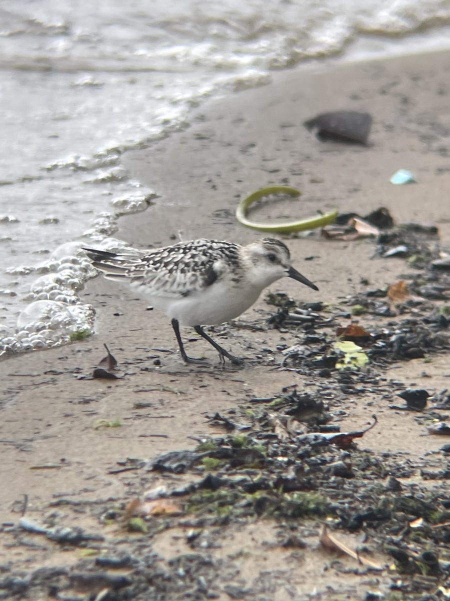 Bécasseau sanderling - ML623497994