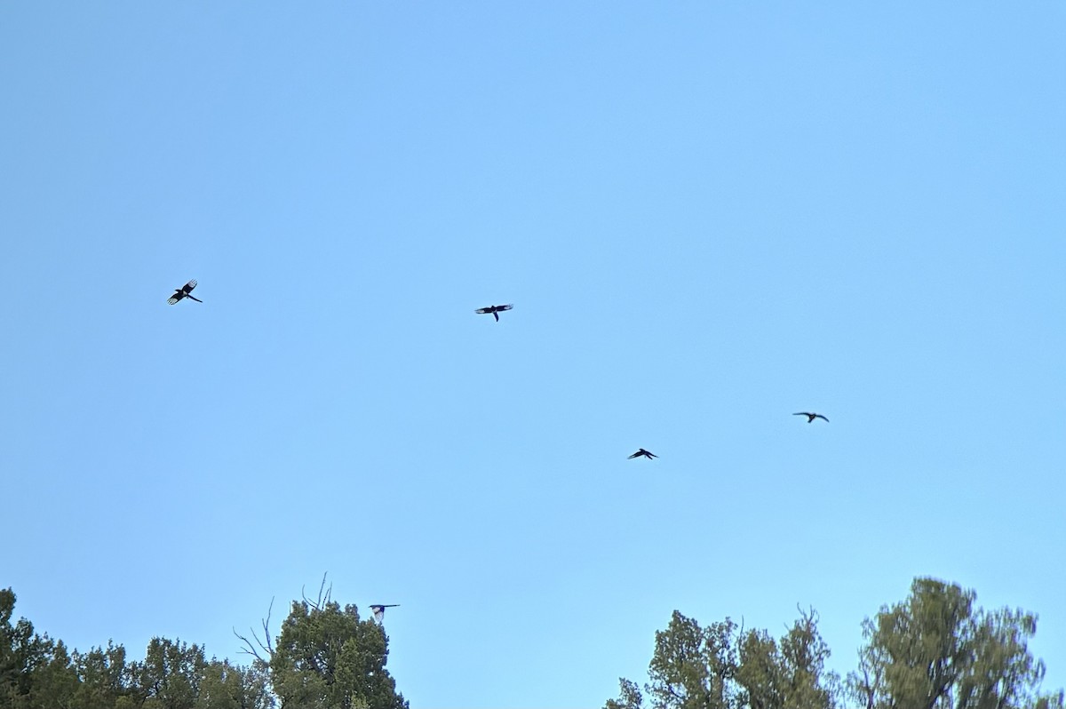 Black-billed Magpie - ML623498007