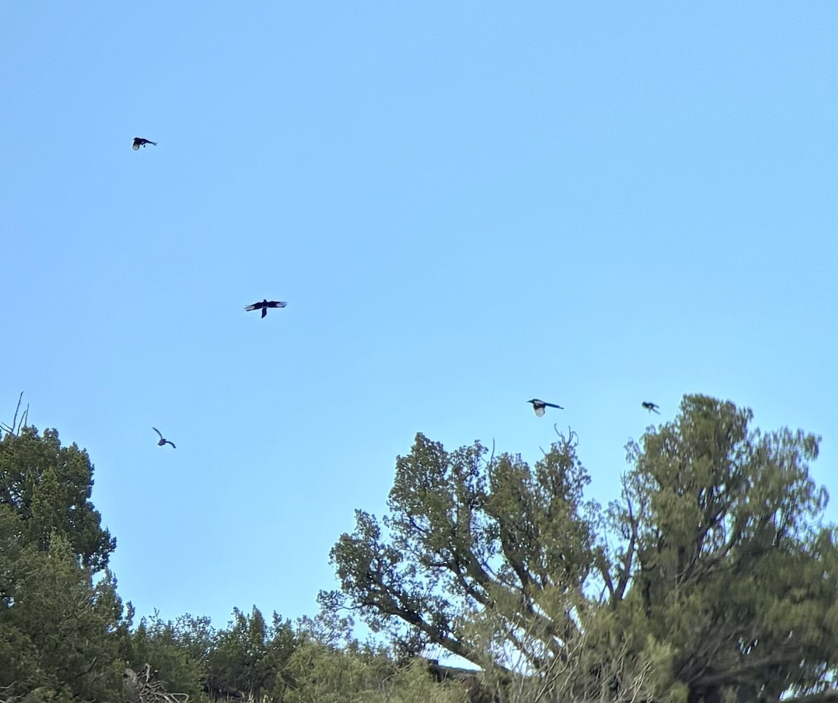 Black-billed Magpie - ML623498008