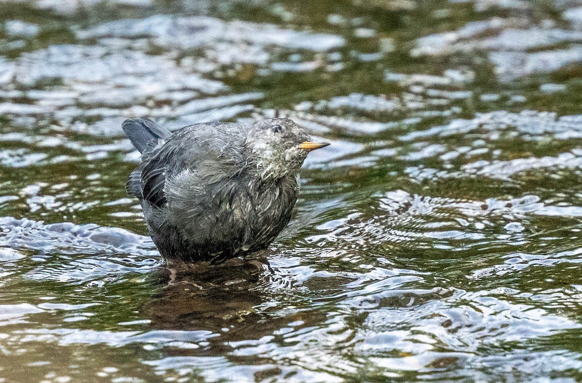 American Dipper - ML623498045