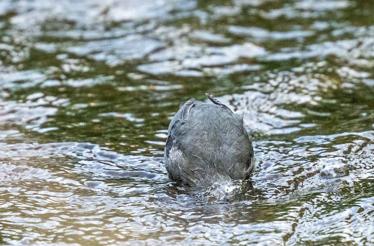 American Dipper - ML623498046