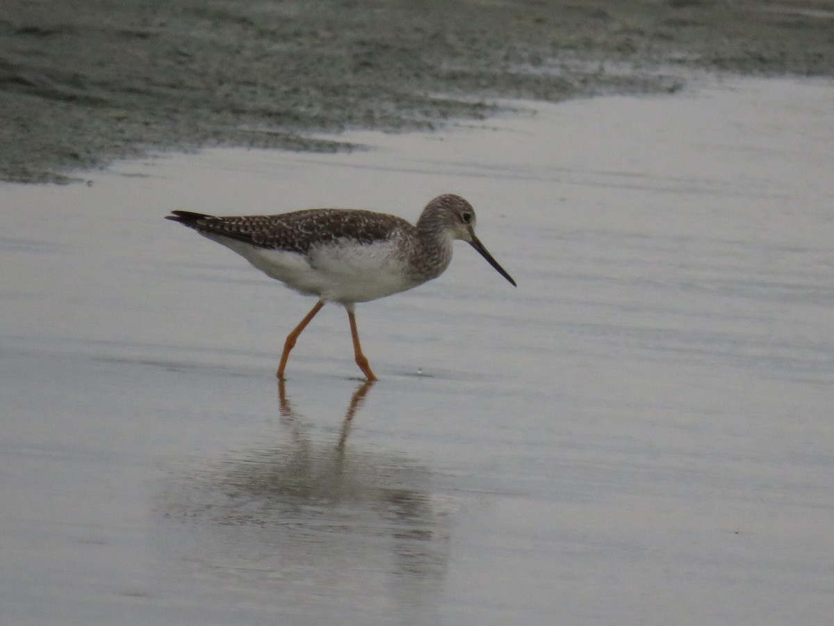 Greater Yellowlegs - ML623498066