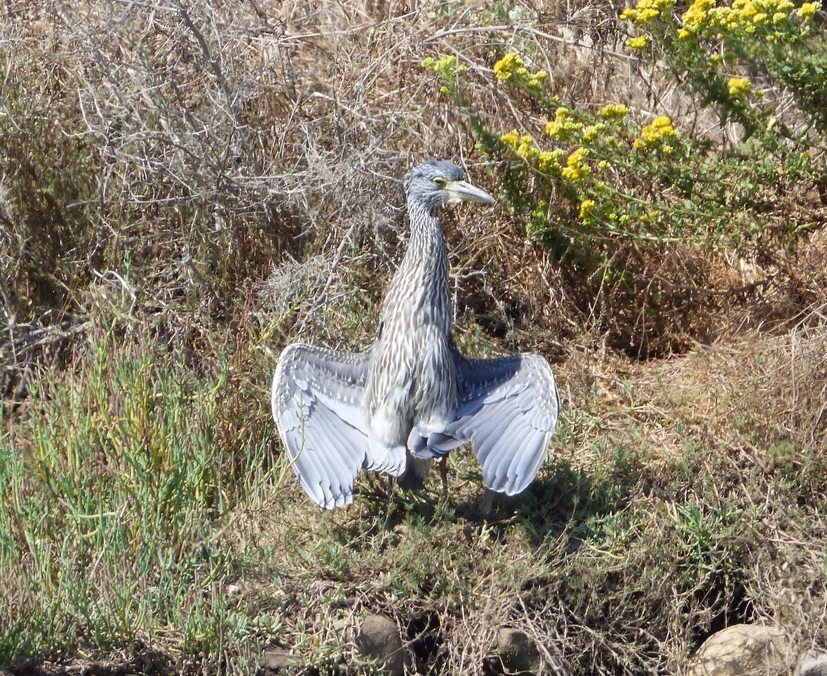 Yellow-crowned Night Heron - ML623498067