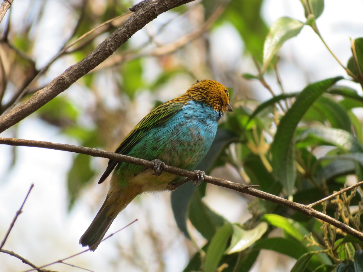 Gilt-edged Tanager - ML623498098