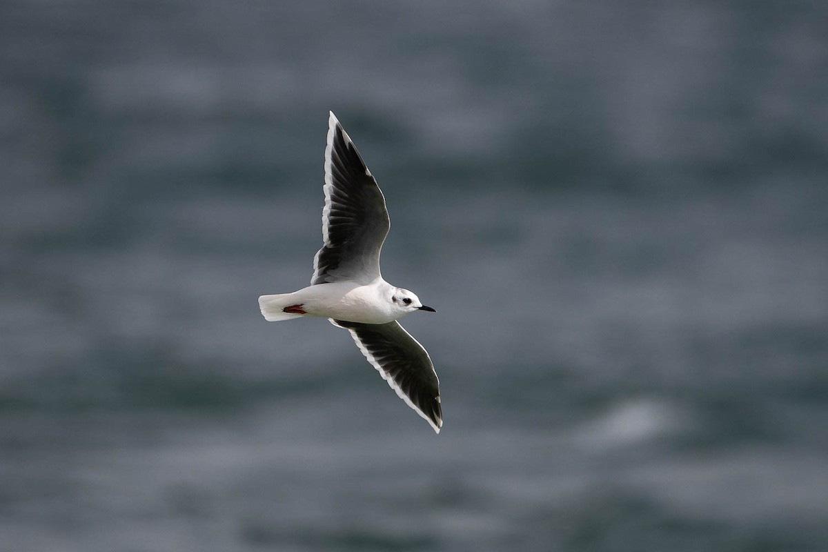 Little Gull - Ryan Griffiths