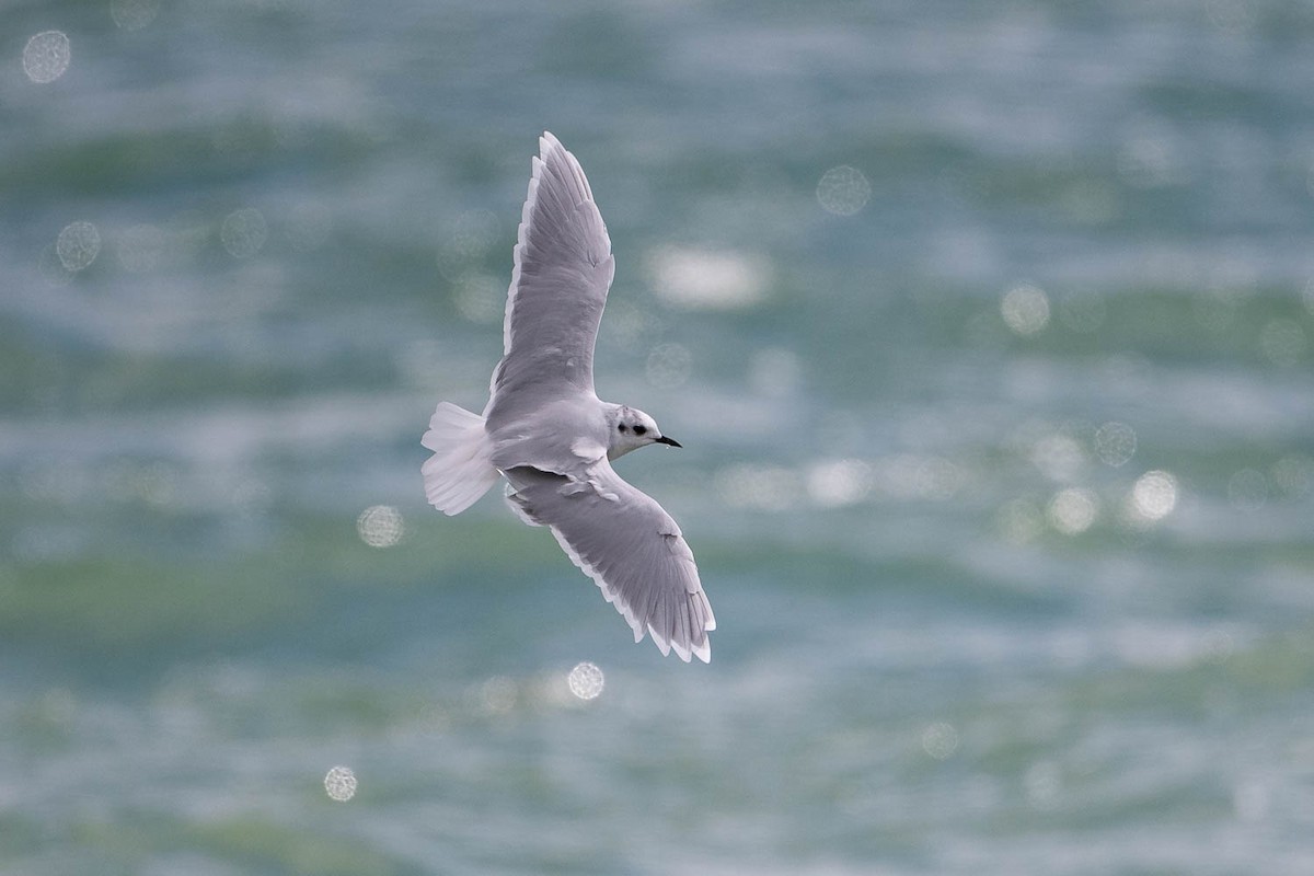 Little Gull - Ryan Griffiths