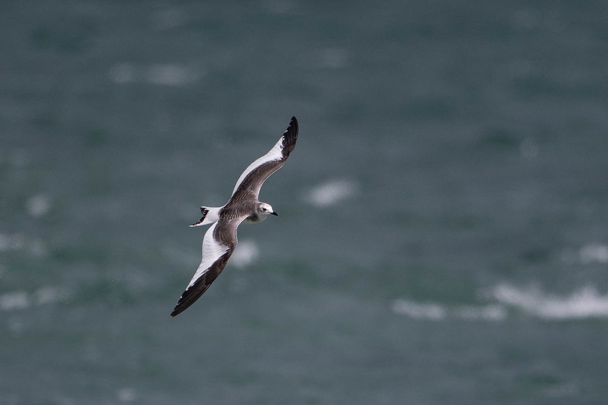 Sabine's Gull - Ryan Griffiths