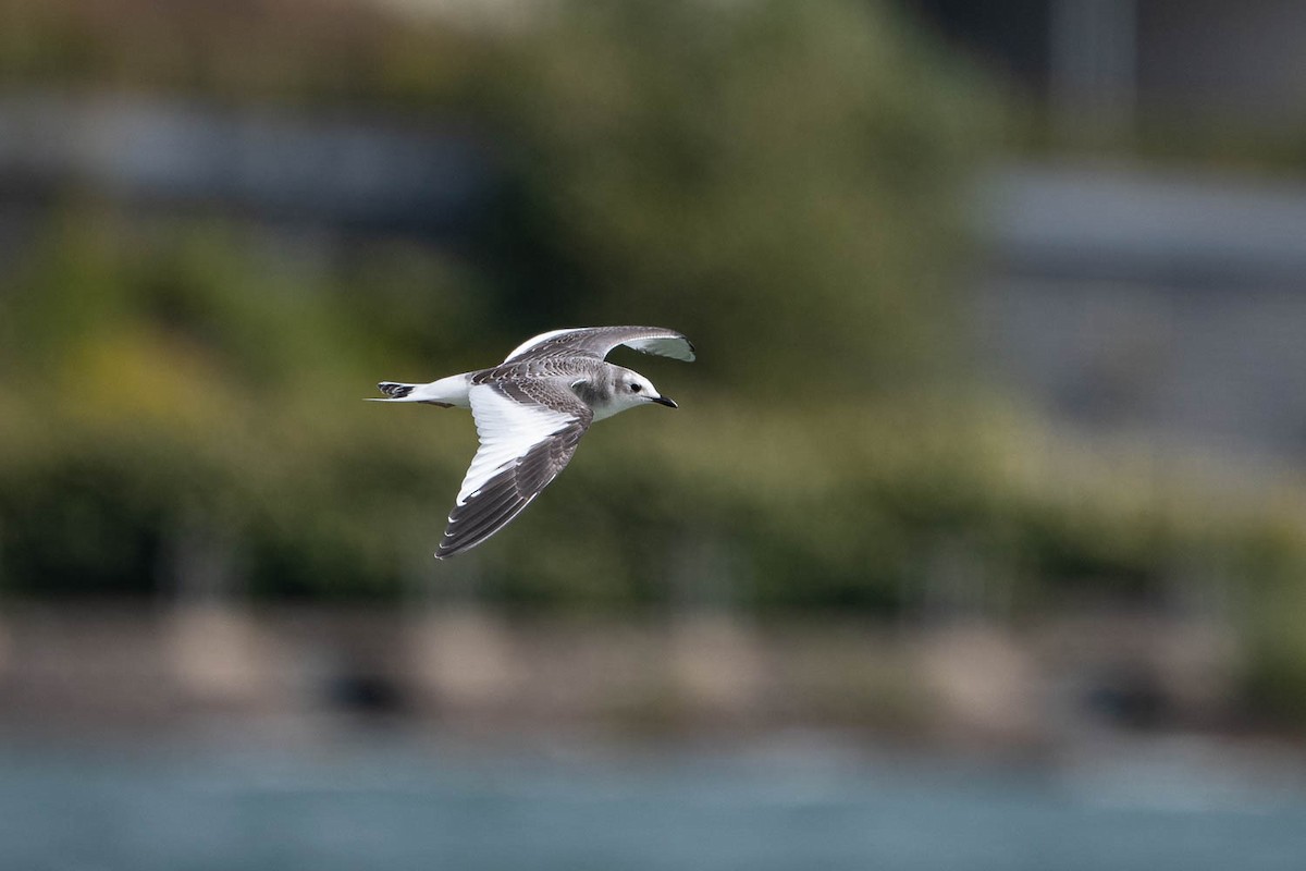 Sabine's Gull - Ryan Griffiths