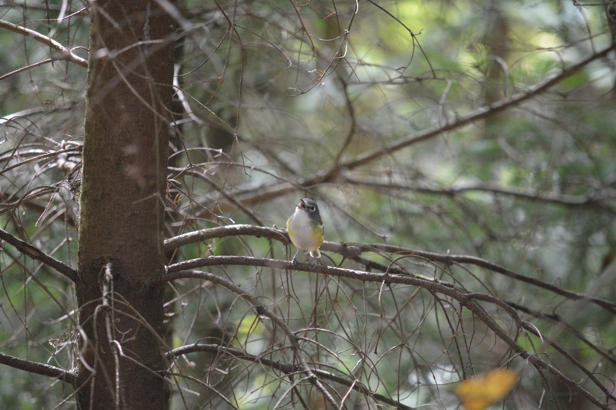 Blue-headed Vireo - ML623498138