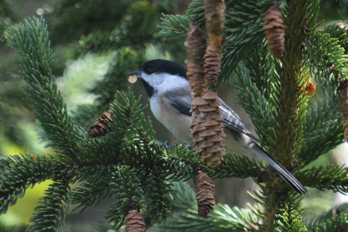 Black-capped Chickadee - ML623498144