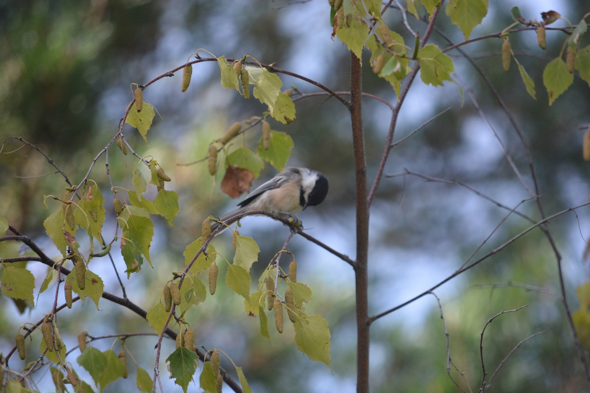 Black-capped Chickadee - Rich Hanlon