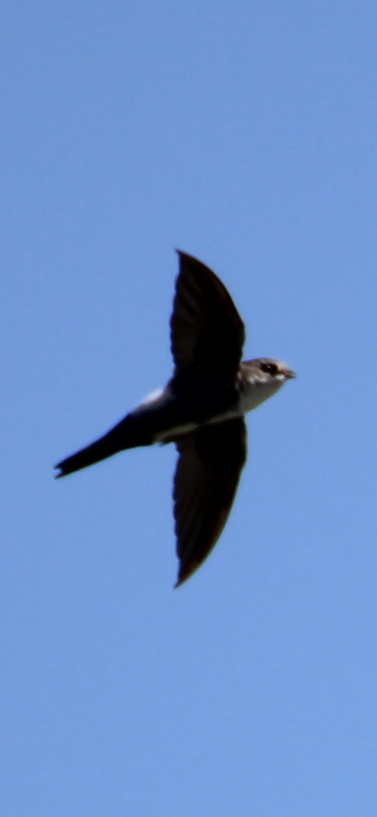 White-throated Swift - ML623498163