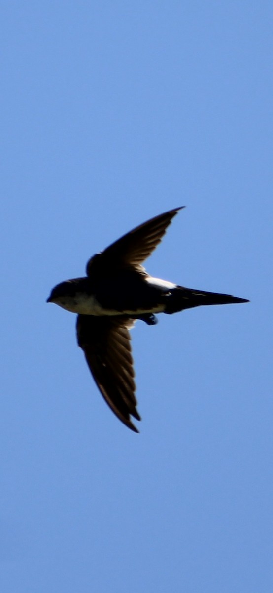 White-throated Swift - ML623498164