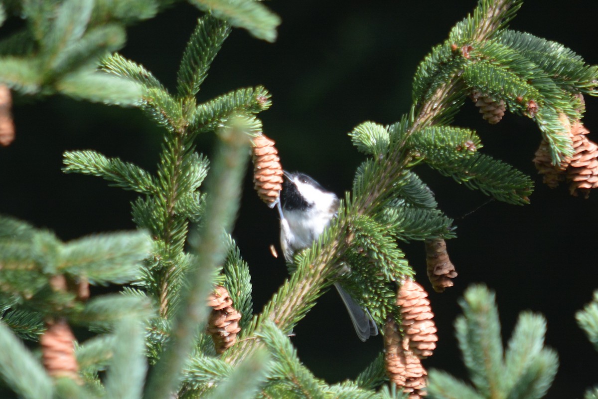 Black-capped Chickadee - ML623498165