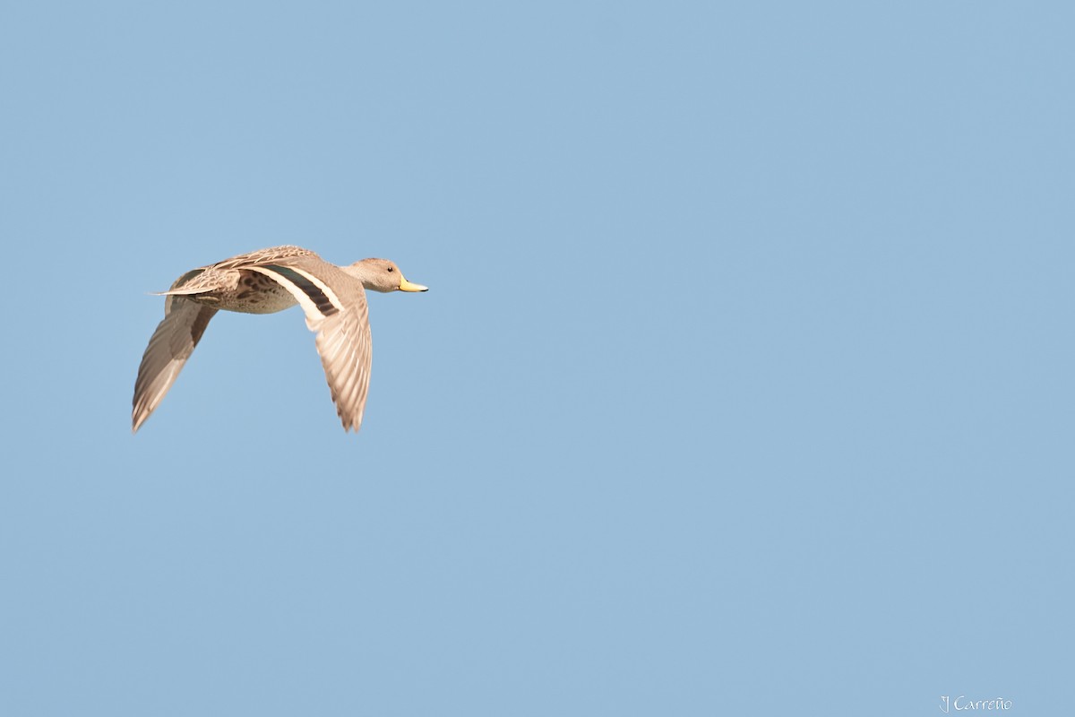 Yellow-billed Pintail - ML623498175