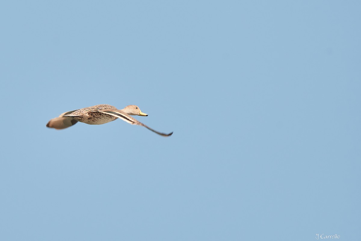 Yellow-billed Pintail - ML623498176