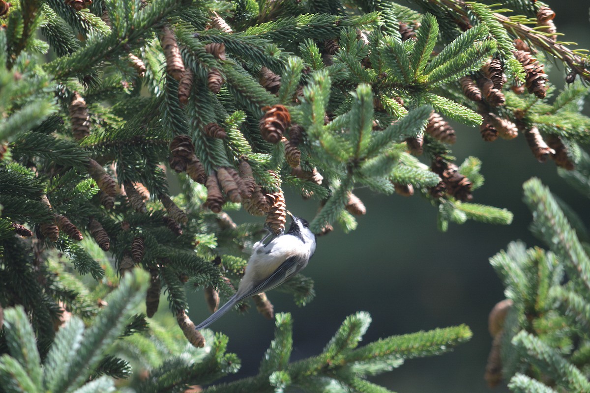 Black-capped Chickadee - ML623498179