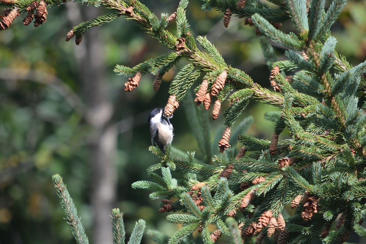 Black-capped Chickadee - ML623498187