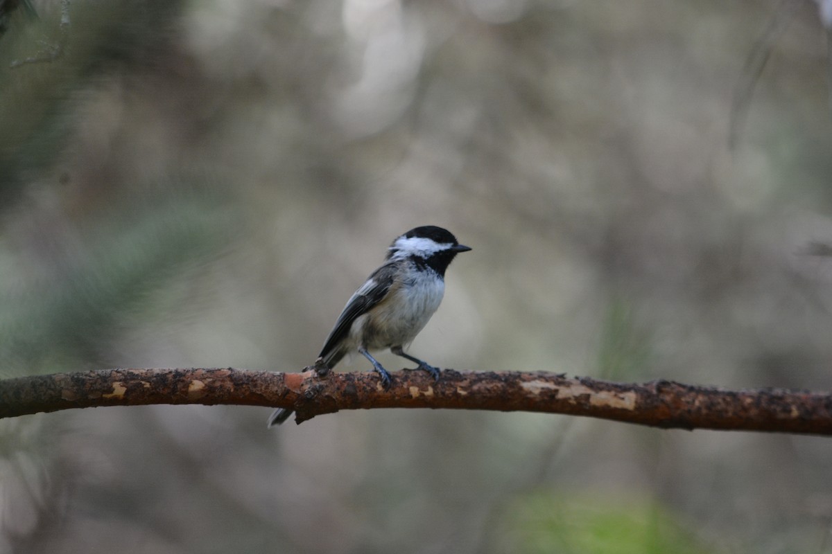 Black-capped Chickadee - ML623498195