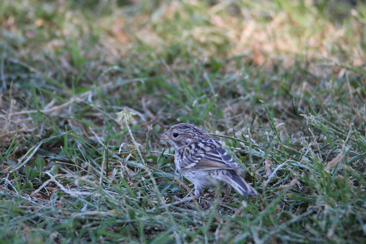 Brewer's Sparrow - ML623498196