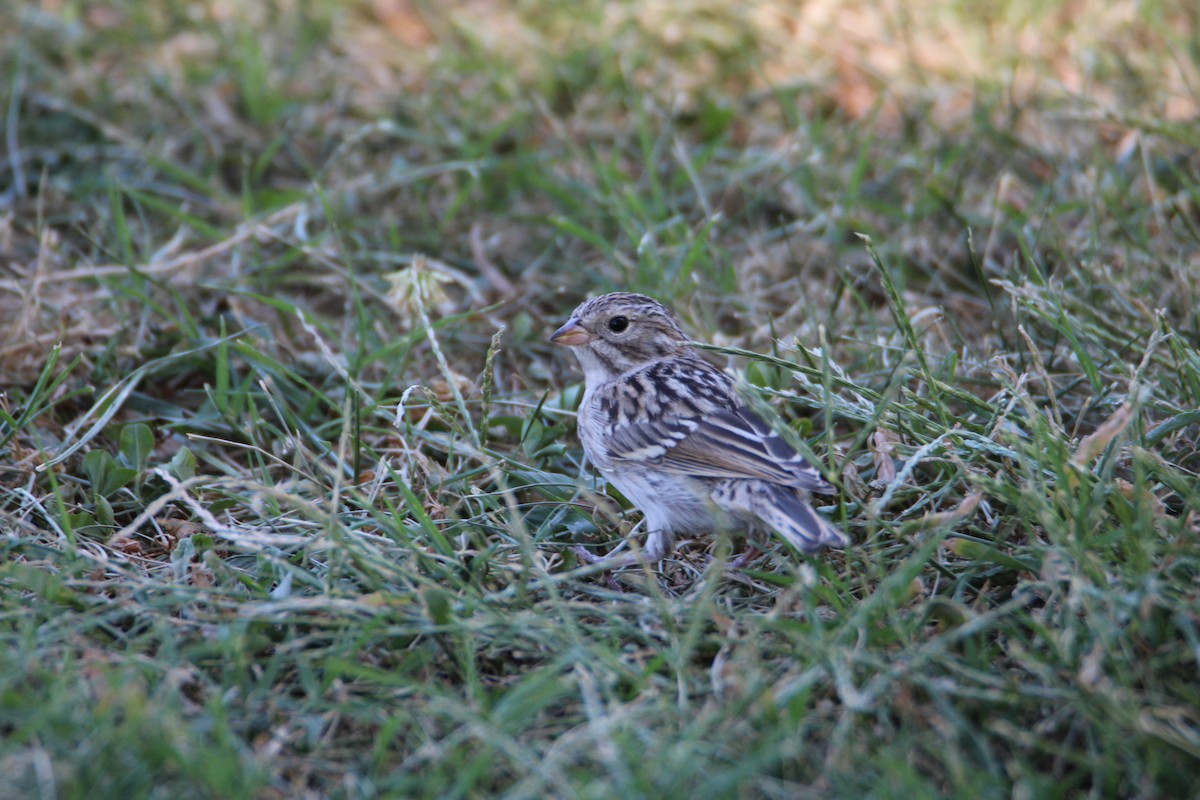 Brewer's Sparrow - ML623498197