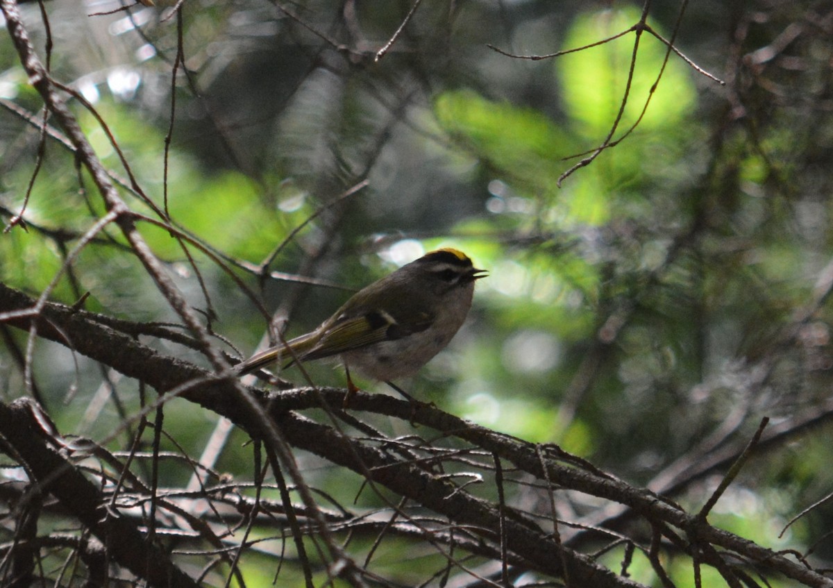 Roitelet à couronne dorée - ML623498201