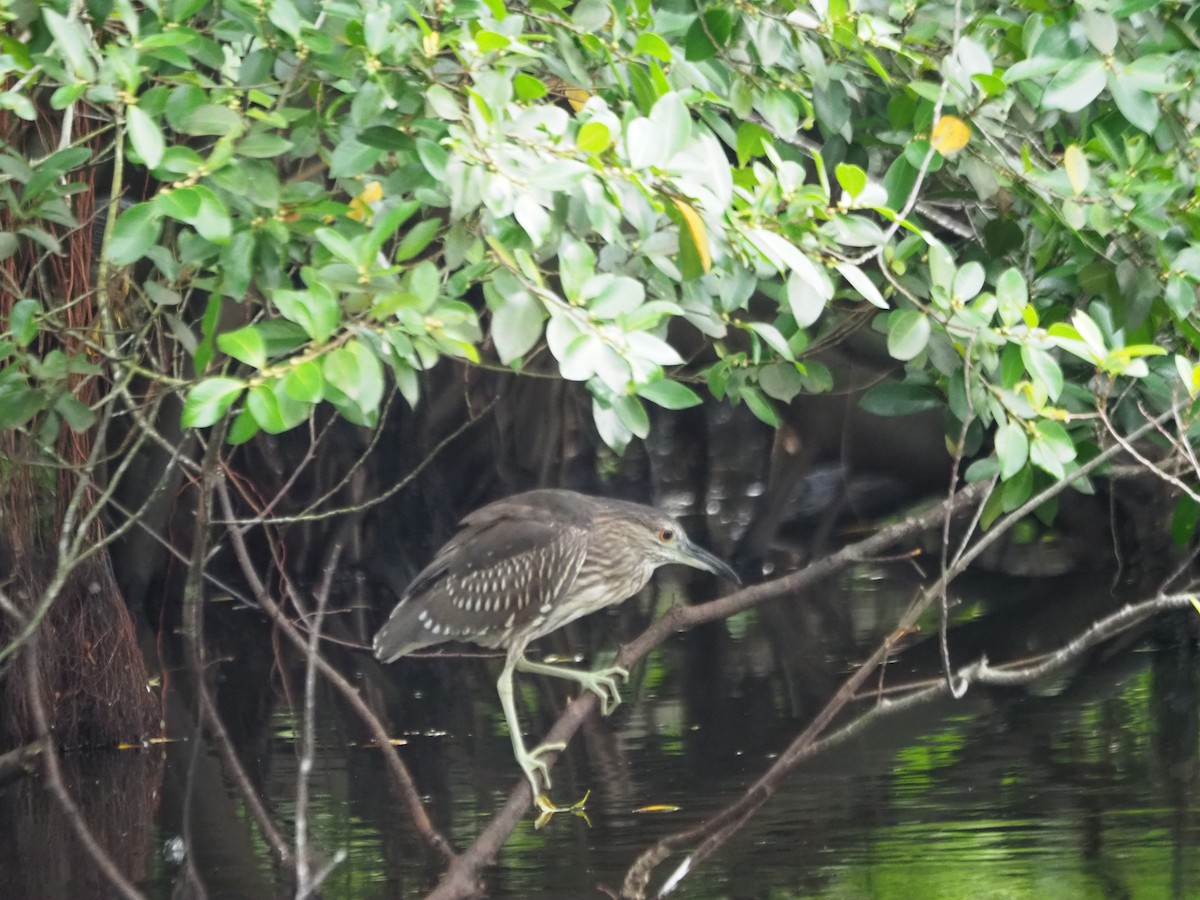 Black-crowned Night Heron - Tay Zhi Ming