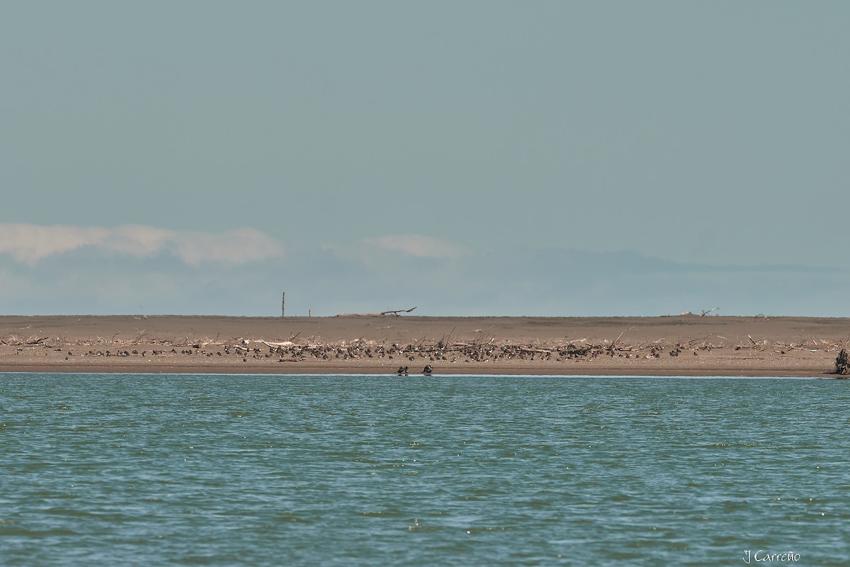 American Oystercatcher - ML623498209